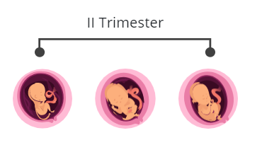 Of pregnancy trimesters three Pregnancy: The